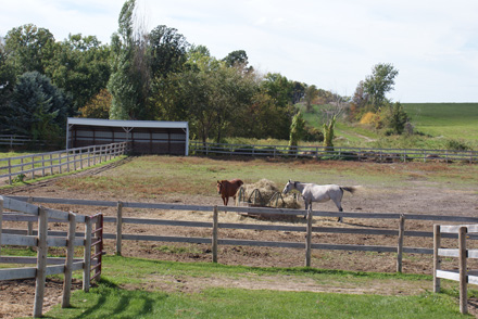 at Ameritina Polo Farm